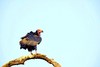 Red-headed vulture (Sarcogyps calvus)