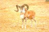 Urial