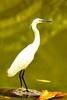 Little egret (Egretta garzetta)