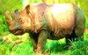 Sumatran rhinoceros (Dicerorhinus sumatrensis)