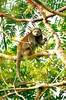 Sulawesi bear cuscus (Ailurops ursinus)