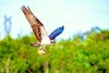 Osprey (Pandion haliaetus)