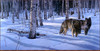 Panthera 0871 Daniel Smith When Paths Cross