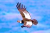 Andean condor (Vultur gryphus)