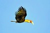 Papuan hornbill (Aceros plicatus)