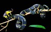 Mangrove snake (Boiga dendrophila)