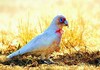 Long-billed corella (Cacatua tenuirostris)