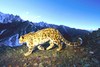 Snow leopard (Panthera uncia)