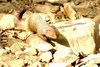 Indian grey mongoose