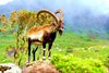 Walia ibex (Capra walie)