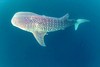 Whale shark