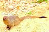 Egyptian mongoose (Herpestes ichneumon)