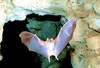 Common vampire bat