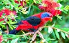 Black-winged lory (Eos cyanogenia)