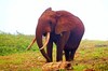 Forest elephant (Loxodonta cyclotis)
