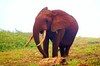 Forest elephant (Loxodonta cyclotis)