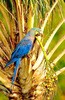 Lear's macaw (Anodorhynchus leari)