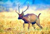 Sambar (Cervus unicolor)