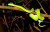 Green tree python (Morelia viridis)