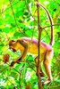 Agile mangabey (Cercocebus agilis)