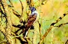 African baza (Aviceda cuculoides)
