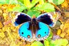 Blue pansy (Junonia orithya)