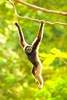 Müller's gibbon (Hylobates muelleri)