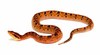 Malayan pit viper (Calloselasma rhodostoma)
