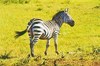 Plains zebra (Equus quagga)