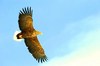 White-tailed eagle (Haliaeetus albicilla)