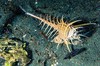 Venus comb murex (Murex pecten)