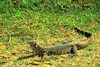 Nile monitor (Varanus niloticus)