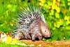 Malayan porcupine (Hystrix brachyura)