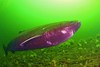 Greenland shark (Somniosus microcephalus)