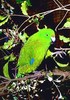 Antipodes Island parakeet (Cyanoramphus unicolor)