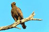Wahlberg's eagle (Aquila wahlbergi)