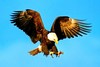 Bald eagle