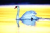 Mute swan (Cygnus olor)