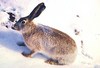 White-tailed jackrabbit (Lepus townsendii)