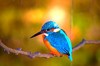 Eurasian kingfisher (Alcedo atthis)