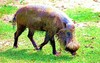 Bearded pig (Sus barbatus)