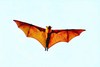 Lyle's flying fox (Pteropus lylei)