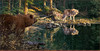 Panthera 0889 John Seerey-Lester Evening Encounter
