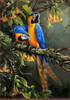 Panthera 0897 Michael Jackson Blue and Gold Macaw