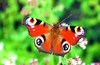 Peacock butterfly (Inachis io)