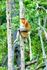 Proboscis monkey