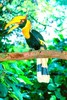 Great hornbill (Buceros bicornis)