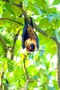 Ryukyu flying fox (Pteropus dasymallus)