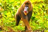 Mandrill