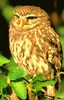 Little owl (Athene noctua)